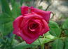 Paddy McGredy rose photo