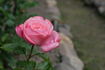 Bruno Perpoint rose photo