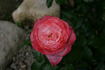 Bruno Perpoint rose photo