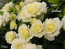 Lime Sublime ™ rose photo
