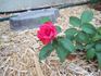 Tabasco Cat rose photo
