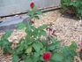 Tabasco Cat rose photo