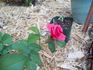 Tabasco Cat rose photo