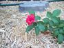 Tabasco Cat rose photo