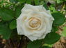 Medeo ™ rose photo