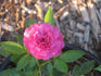 Duftendes Weisskirchen rose photo