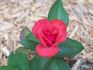 Tabasco Cat rose photo