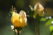 Butterscotch rose photo