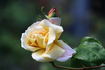 Butterscotch rose photo