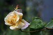 Butterscotch rose photo