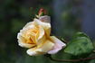 Butterscotch rose photo