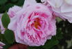 Blairii No. 1 rose photo
