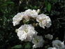 White Mountains rose photo