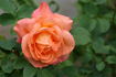 Outrageous ™ rose photo