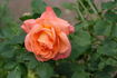 Outrageous ™ rose photo