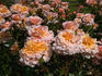 Great Expectations rose photo