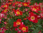 Robin Red Breast rose photo