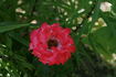 Candy Ruffles rose photo