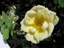 Harison's Salmon rose photo