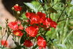 Paul Crampel rose photo