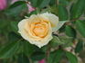 JoycieKordesii rose photo