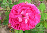 Agathe Fatime rose photo