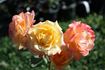 Antonella Fineschi rose photo