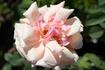The Alexandra rose photo