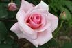 Lady Sylvia, Cl. rose photo