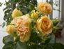 Antique Lace rose photo