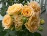 Antique Lace rose photo