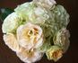 Antique Lace rose photo