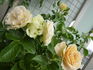 Antique Lace rose photo