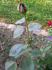 Red Martini rose photo