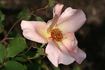 Dancing Butterflies rose photo