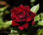 Black Beauty ® rose photo