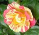 Citrus Burst ™ rose photo