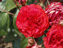 Europe Sensation rose photo