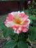 Citrus Burst ™ rose photo