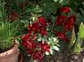 Dracula rose photo
