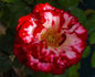 Ladybug rose photo