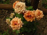 Amazing ™ rose photo