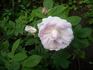 Mrs. John McNabb rose photo