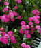 Grumpy rose photo