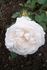 Cinderella rose photo