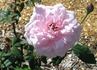 Fairlie Rede rose photo