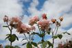 Fairlie Rede rose photo