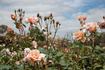 Fairlie Rede rose photo