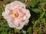 Fairlie Rede rose photo
