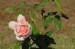 Fairlie Rede rose photo
